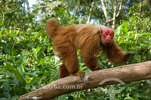  Subject: Male Red Bald-headed Uakari (Cacajao rubicundus) in the Amazon Ecopark Jungle Lodge touristic complex  / Place:  Manaus - Amazonas state - Brazil  / Date: 01/2006 