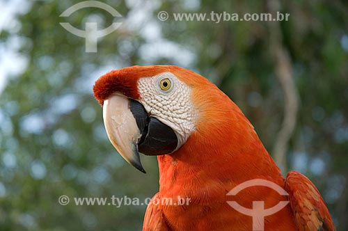  Subject: Close-up of a Scarlet Macaw (Ara macao) in the Amazon Ecopark Jungle Lodge touristic complex  / Place:  Manaus - Amazonas state - Brazil  / Date: 01/2006 