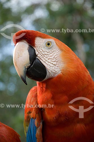 Subject: Close-up of a Scarlet Macaw (Ara macao) in the Amazon Ecopark Jungle Lodge touristic complex  / Place:  Manaus - Amazonas state - Brazil  / Date: 01/2006 