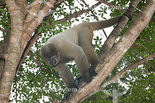  Subject: Male Brown Woolly Monkey (Lagothrix lagotricha cana) in the Amazon Ecopark Jungle Lodge touristic complex  / Place:  Manaus - Amazonas state - Brazil  / Date: 01/2006 