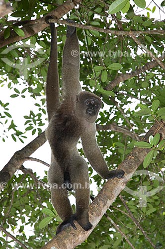  Subject: Male Brown Woolly Monkey (Lagothrix lagotricha cana) in the Amazon Ecopark Jungle Lodge touristic complex  / Place:  Manaus - Amazonas state - Brazil  / Date: 01/2006 