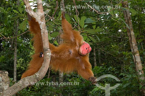  Subject: Male Red Bald-headed Uakari (Cacajao rubicundus) in the Amazon Ecopark Jungle Lodge touristic complex  / Place:  Manaus - Amazonas state - Brazil  / Date: 01/2006 