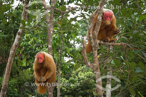 Subject: Couple of Red Bald-headed Uakaris (Cacajao rubicundus) in the Amazon Ecopark Jungle Lodge touristic complex  / Place:  Manaus - Amazonas state - Brazil  / Date: 01/2006 