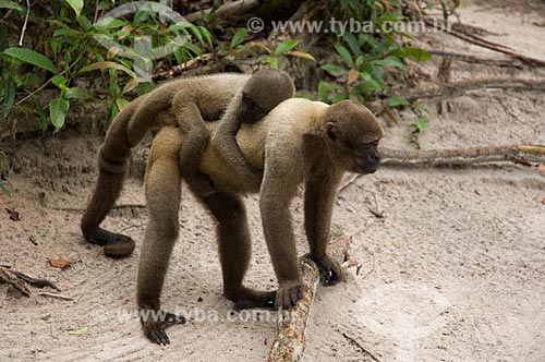  Subject: Female Brown Woolly Monkey (Lagothrix lagotricha cana) with a baby monkey in her back, in the Amazon Ecopark Jungle Lodge touristic complex  / Place:  Manaus - Amazonas state - Brazil  / Date: 01/2006 