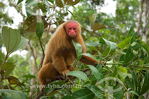  Subject: Female Red Bald-headed Uakari (Cacajao rubicundus) in the Amazon Ecopark Jungle Lodge touristic complex  / Place:  Manaus - Amazonas state - Brazil  / Date: 01/2006 