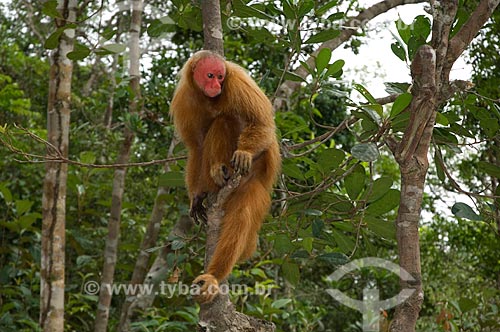  Subject: Female Red Bald-headed Uakari (Cacajao rubicundus) in the Amazon Ecopark Jungle Lodge touristic complex  / Place:  Manaus - Amazonas state - Brazil  / Date: 01/2006 
