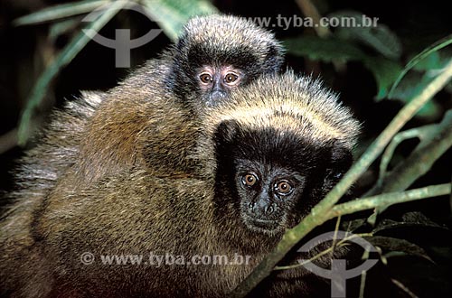 Subject: Black-fronted Titi (Callicebus nigrifrons) with a baby monkey on its back, in the Atlantic Forest of the Parque das Aguas de Sao Lourenco (Sao Lourenco Water Park)  / Place:  Sao Lourenco city - Minas Gerais state - Brazil  / Date: 03/2006 