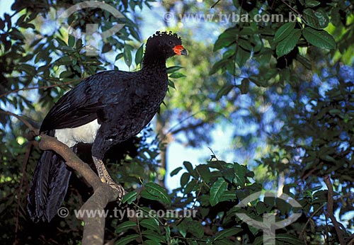  Subject: Red-knobbed Curassow, or Red-billed Curassow (Crax blumenbachii), endangered specie that is endemic to the Atlantic Forest of the Southern Bahia, Espirito Santo and Minas Gerais states  / Place:  Brazil  / Date: 03/2006 