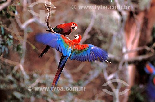  Subject: Couple of Red-and-green Macaw (Ara chloroptera) playing, in the Buraco das Araras, near the Jardim city  / Place:  Mato Grosso do Sul state - Brazil  / Date: 03/2006 