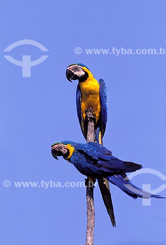  Subject: Blue-and-yellow Macaws (Ara ararauna)  / Place:  Brazil  / Date: 03/2006 