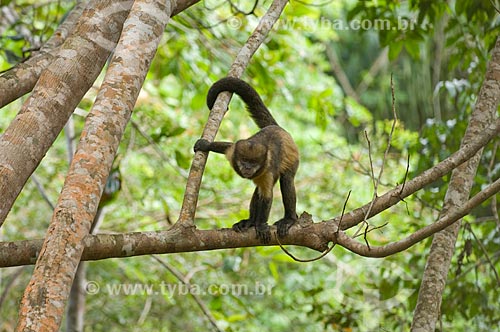  Subject: Golden-bellied Capuchin (Cebus xanthosternos), a rare and threatened by extinction specie, in the atlantic forest of the Costa do Sauipe (Sauipe Coast)  / Place:  Bahia state - Brazil  / Date: 05/2007 