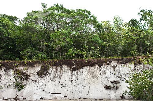  Subject: Amazonian vegetation - soil. Near Campina Biological Reservation, National Institute of Amazonian Research - INPA  / Place: near Manaus city - Amazonas state - Brazil  / Date: 05/01/2006 