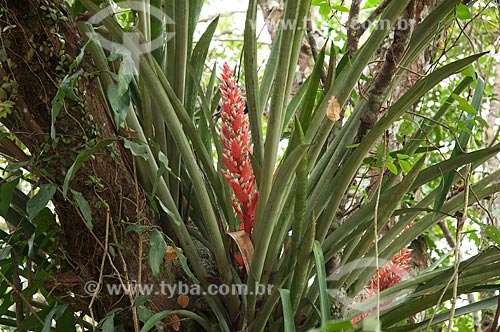 Subject: Bromeliaceae Streptocalyx poepigii  / Place: Barreirinha city - Amazonas state - Brazil  / Date: 13/01/2006 
