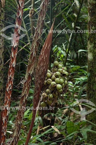  Subject: Palm Tree (Astrocaryum acaule) in Cuieiras Biological Reservation  / Place: near Manaus city - Amazonas state - Brazil  / Date: 09/01/2006 