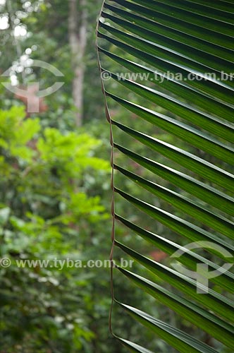  Subject: Palm Tree leaf in Cuieiras Biological Reservation  / Place: near Manaus city - Amazonas state - Brazil  / Date: 09/01/2006 