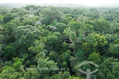  Subject: Amazon Rainforest - view of the meteorological tower of the National Institute of Amazonian Research - INPA - in Cuieiras Biological Reservation  / Place: near Manaus city - Amazonas state - Brazil  / Date: 08/01/2006 