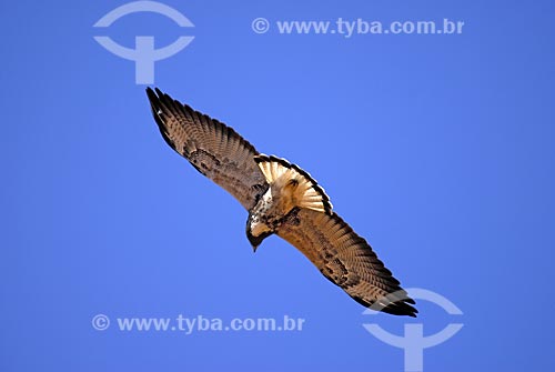  Subject: White-tailed Hawk (Buteo albicaudatus) is a large bird of prey species  / Place: Mato Grosso do Sul state - Brazil  / Date: 15/08/2006 