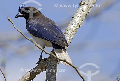  Subject: Curl-crested Jay (Cyanocorax cristatellus) in Emas National Park  / Place: Goias state - Brazil  / Date: 28/07/2006 