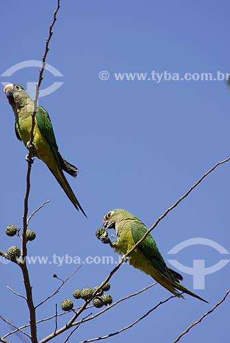  Subject: Peach-fronted Parakeet (Aratinga aurea) - also known as the Peach-fronted Conure in Emas National Park  / Place: Goias state - Brazil  / Date: 13/09/2006 