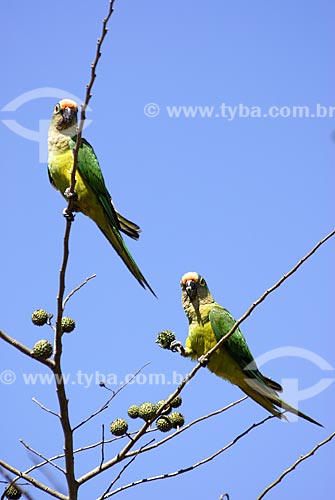  Subject: Peach-fronted Parakeet (Aratinga aurea) - also known as the Peach-fronted Conure in Emas National Park  / Place: Goias state - Brazil  / Date: 14/09/2006 