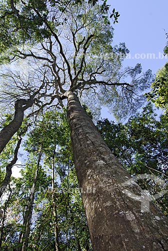  Subject: Jatoba or Guapinol (Hymenaea courbaril) in the Brazilian savanna  / Place: Emas National Park - Goias state - Brazil  / Date: 29/07/2006 