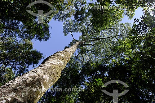  Subject: Jatoba or Guapinol (Hymenaea courbaril) in the Brazilian savanna  / Place:  Emas National Park - Goias state - Brazil  / Date: 29/07/2006 
