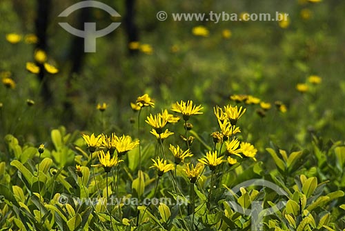  Subject: Daisies in Emas National Park  / Place: Goias state - Brazil  / Date: 10/09/2007 