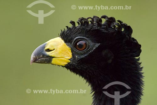  Subject: Male Bare-faced Curassow in Emas Nacional Park  / Place: Goias state - Brazil  / Date: 17/09/2007 