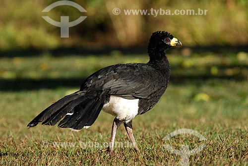  Subject: Male Bare-faced Curassow in Emas Nacional Park  / Place: Goias state - Brazil  / Date: 20/06/2006 
