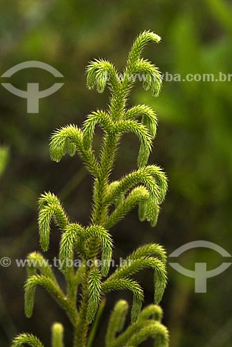  Subject: A small specie of fern  / Place: Emas national Park - Goias state - Brazil  / Date: 13/09/2007 