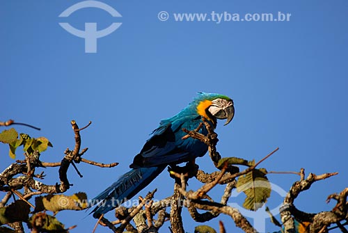  Subject: Blue-and-yellow Macaw (Ara ararauna) - also known as the Blue-and-gold Macaw  / Place: Costa Rica city - Mato Grosso do Sul state - Brazil  / Date: 15/06/2006 