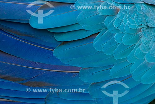  Subject: Detail of the wing of a Blue-and-yellow Macaw (Ara ararauna) - also known as the Blue-and-gold Macaw in Amazon rainforest  / Place:  Amazonas state - Brazil  / Date: 23/10/2007 