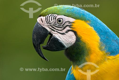  Subject: Blue-and-yellow Macaw (Ara ararauna) - also known as the Blue-and-gold Macaw in Amazon rainforest  / Place:  Amazonas state - Brazil  / Date: 23/10/2007 