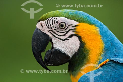  Subject: Blue-and-yellow Macaw (Ara ararauna) - also known as the Blue-and-gold Macaw in Amazon rainforest  / Place:  Amazonas state - Brazil  / Date: 23/10/2007 