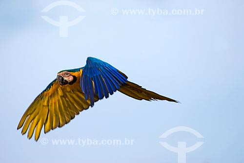  Subject: Blue-and-yellow Macaw (Ara ararauna) - also known as the Blue-and-gold Macaw flying at Emas National Park  / Place: Costa Rica city - Mato Grosso do Sul state - Brazil  / Date: 11/09/2007 