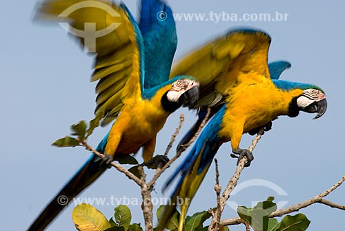  Subject: Blue-and-yellow Macaw (Ara ararauna) - also known as the Blue-and-gold Macaw in Emas National Park  / Place: Costa Rica city - Mato Grosso do Sul state - Brazil  / Date: 11/09/2007 