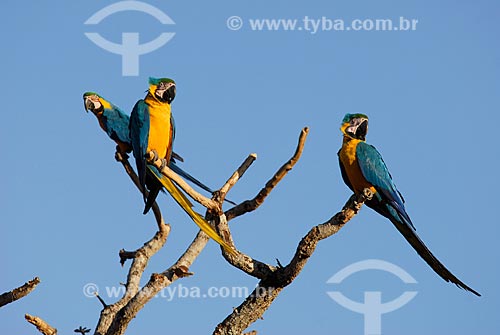  Subject: Blue-and-yellow Macaw (Ara ararauna) - also known as the Blue-and-gold Macaw  / Place: Costa Rica city - Mato Grosso do Sul state - Brazil  / Date: 15/06/2006 