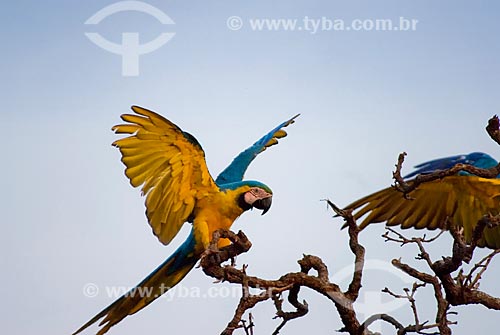 Subject: Blue-and-yellow Macaw (Ara ararauna) - also known as the Blue-and-gold Macaw in Emas National Park  / Place: Costa Rica city - Mato Grosso do Sul state - Brazil  / Date: 11/09/2007 