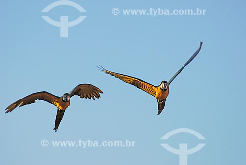  Subject: Blue-and-yellow Macaw (Ara ararauna) - also known as the Blue-and-gold Macaw  / Place: Costa Rica city - Mato Grosso do Sul state - Brazil  / Date: 15/06/2006 