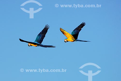  Subject: Blue-and-yellow Macaw (Ara ararauna) - also known as the Blue-and-gold Macaw  / Place:  Costa Rica city - Mato Grosso do Sul state - Brazil  / Date: 15/06/2006 