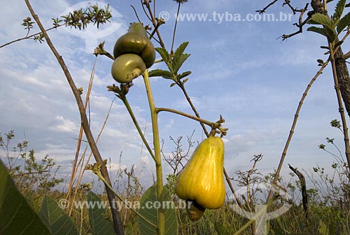  Subject: Cajui (Anacardium humile) in Emas National Park  / Place: Goias state - Brazil  / Date: 16/09/2007 