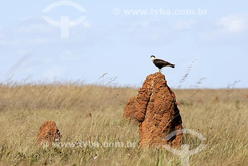  Subject: Southern Caracara (Caracara plancus) over a termite mounds - also known as termitaria in Emas National Park  / Place: Goias state - Brazil  / Date: 28/07/2006 