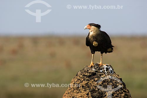  Subject: Southern Caracara (Caracara plancus) over a termite mounds - also known as termitaria in Emas National Park  / Place:  Goias state - Brazil  / Date: 09/09/2007 