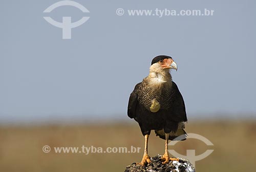  Subject: Southern Caracara (Caracara plancus) over a termite mounds - also known as termitaria in Emas National Park  / Place: Goias state - Brazil  / Date: 09/09/2007 