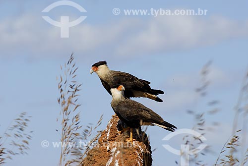  Subject: Southern Caracara (Caracara plancus) over a termite mounds - also known as termitaria in Emas National Park  / Place: Goias state - Brazil  / Date: 28/07/2006 