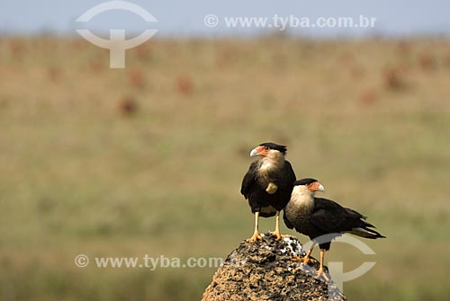  Subject: Southern Caracara (Caracara plancus) over a termite mounds - also known as termitaria in Emas National Park  / Place: Goias state - Brazil  / Date: 09/09/2007 
