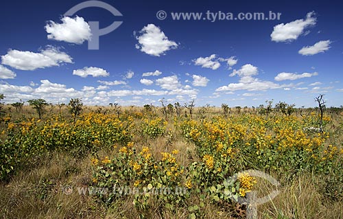  Subject: Bush vegetation at Brazilian Savanna called campo sujo (dirty field) / Place: Emas National Park - Goias state - Brazil  / Date: 18/08/2006 