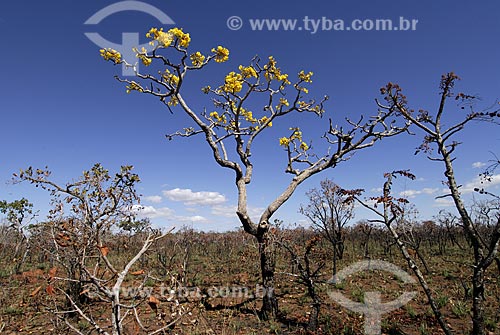  Subject: Bush vegetation at Brazilian Savanna called campo sujo (dirty field) -  / Place: Emas National Park - Goias state - Brazil  / Date: 29/07/2006 