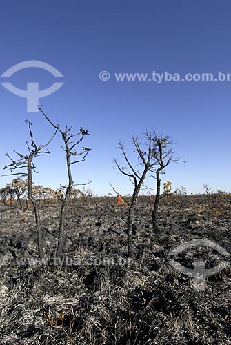  Subject: Burned bush vegetation at brazilian savannah called campo sujo (dirty field) / Place: Emas National Park - Goias state - Brazil  / Date: 15/10/2006 