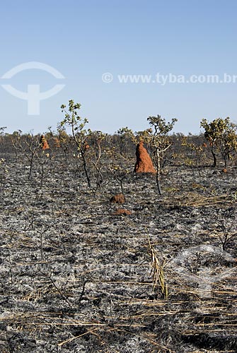  Subject: Burned bush vegetation at Brazilian Savanna called campo sujo (dirty field) / Place: Emas National Park - Goias state - Brazil  / Date: 21/10/2006 